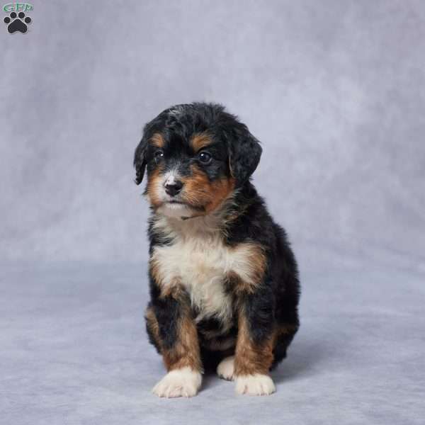 Julie, Mini Bernedoodle Puppy